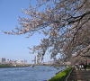 sumidagawa riverside park sakura