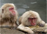 Nagano Yudanaka Onsen Snow Monkeys