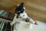 kawaii cat